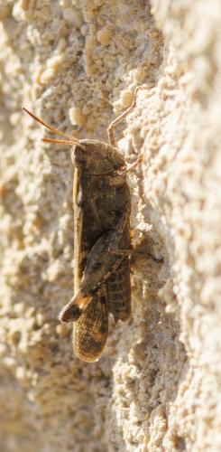 Réf. 350 566 : Aiolopus strepens
